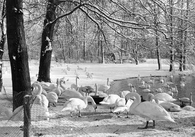 502669 Afbeelding van het winterverblijf van de zwanen in het Julianapark te Utrecht.